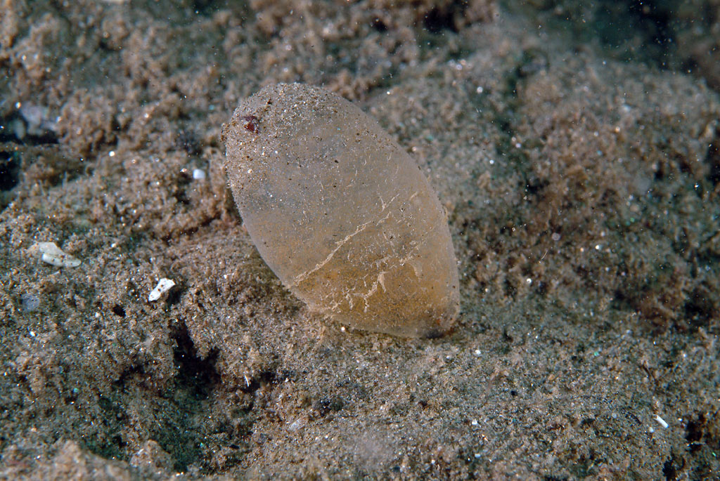 capsula ovigera